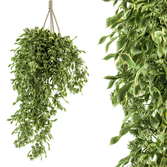 Hanging box plant - Set 154 — Descargar