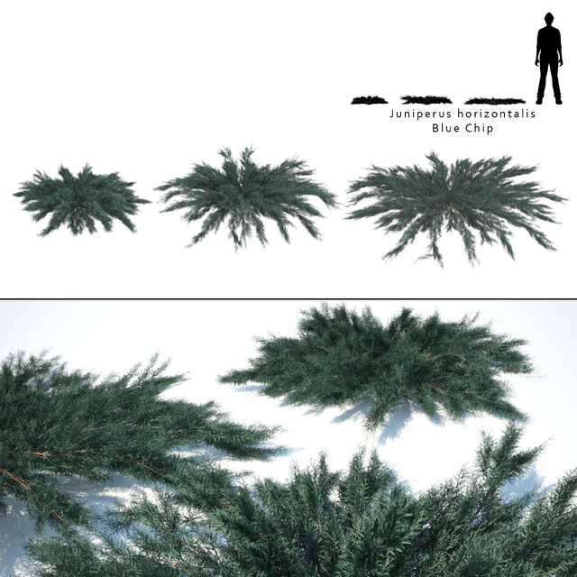 Juniper horizontal | Juniperus horizontalis Blue Chip — Descargar