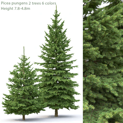 Spruce — Вид 1