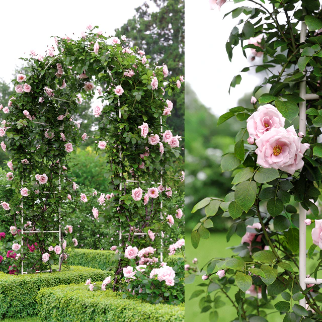 Rose — Скачать