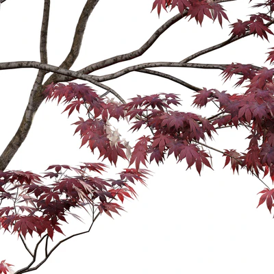 Japanese maple - Acer palmatum 01 — Вид 6