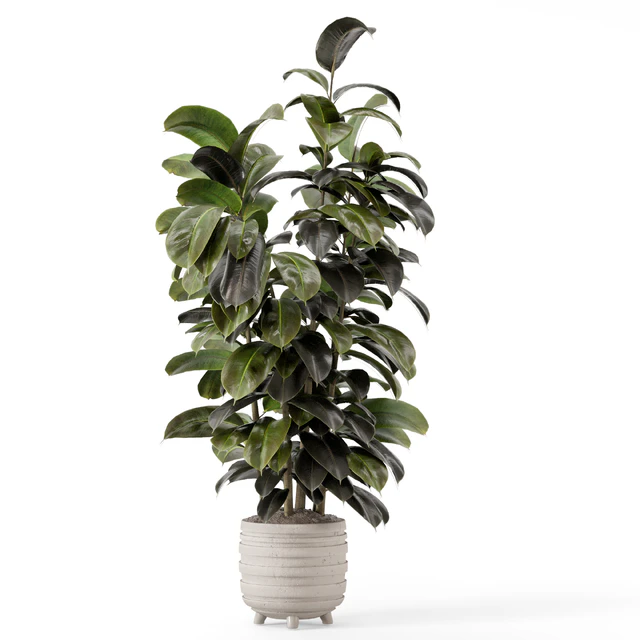 Indoor Plants in rusty Concrete Pot - Set 1209 — Descargar