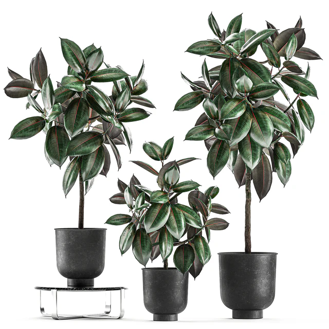 Collection of decorative small trees in black pots Ficus Abidjan, robusta, elastica. Set 848. — Descargar