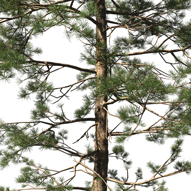 Сосна | Pinus #002 (16.5m) — Скачать