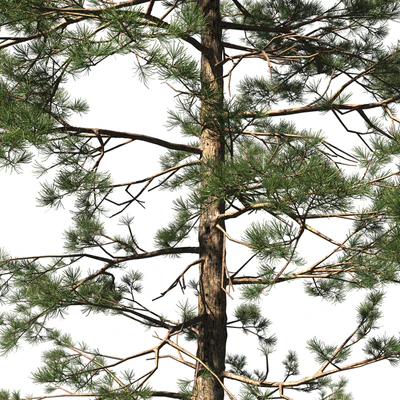 Сосна | Pinus #002 (16.5m) — Вид 2