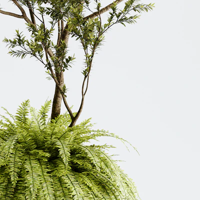 Indoor Plant 01 - ORGANIKA — Ver 3