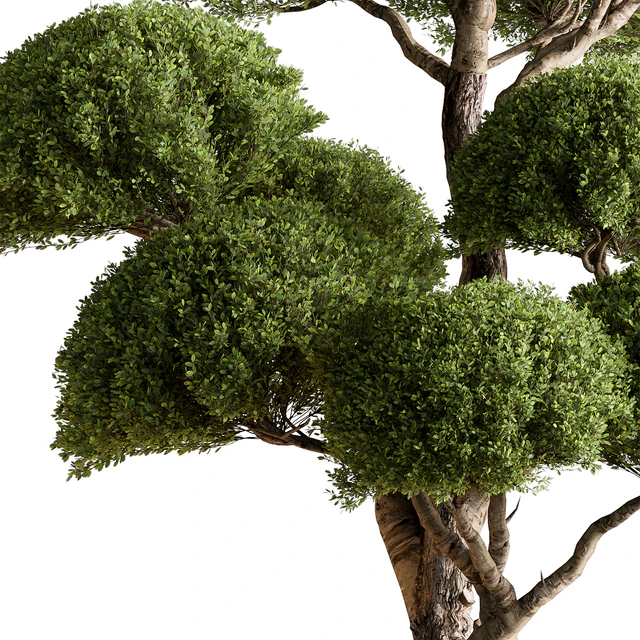 Indoor Plant 638 -Topiary Ball — Скачать