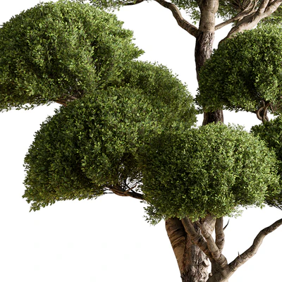 Indoor Plant 638 -Topiary Ball — Вид 4