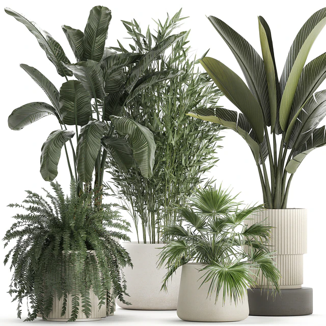 Collection of plants in white flower pots with Banana palm, ravenala, fern, bamboo. set 1352 — Descargar