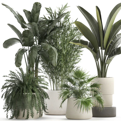 Collection of plants in white flower pots with Banana palm, ravenala, fern, bamboo. set 1352 — Ver 1