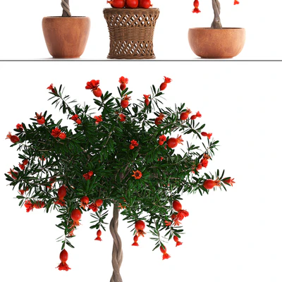 Plant Collection 264. Pomegranate tree with fruits, blooming, rattan table, flowerpot, outdoor, clay, clinker, eco design, natural materials — Ver 2