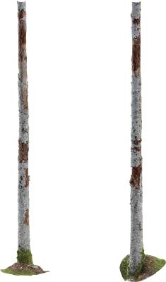 dead birch tree trunk 001 — Descargar