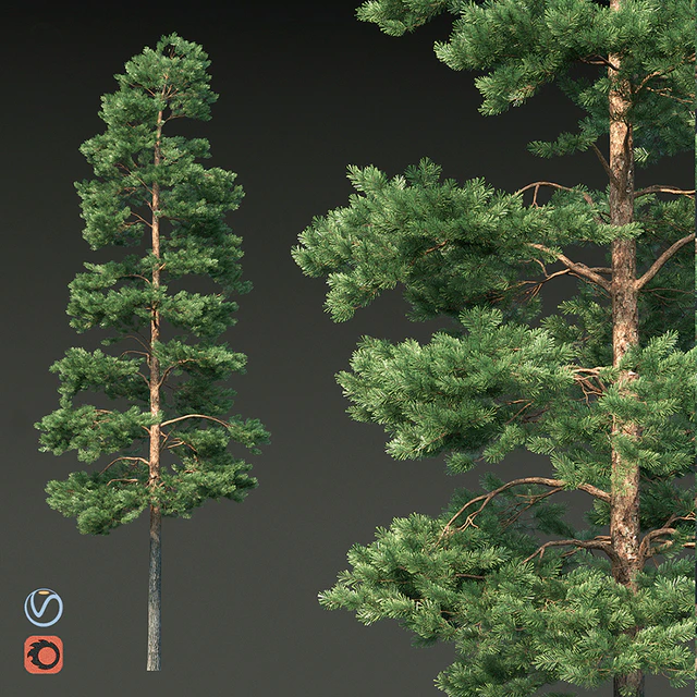 Pine — Descargar