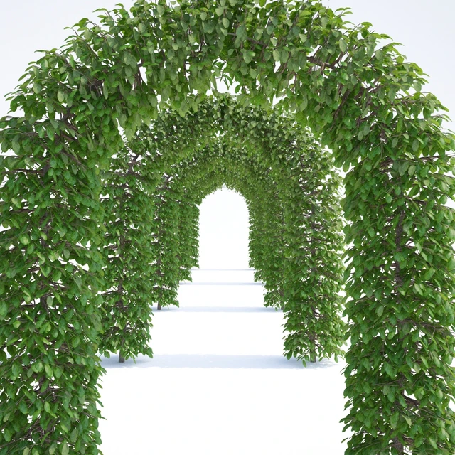 Beech european arch | Fagus sylvatica arc — Descargar
