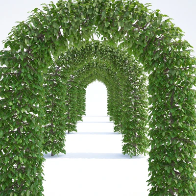 Beech european arch | Fagus sylvatica arc — Ver 2