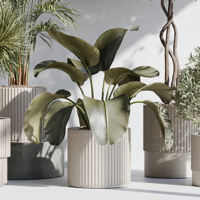 indoor plant set 71 — Скачать