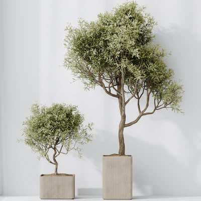 Indoor plants set 73 Mission Kalamata Leccino Arbequina Wilsonii Chemlali Olive — Вид 4