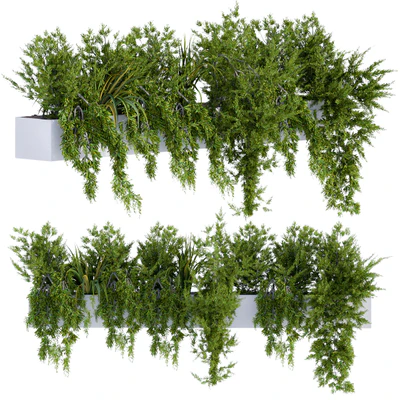 ivy Plants in Box — Вид 1