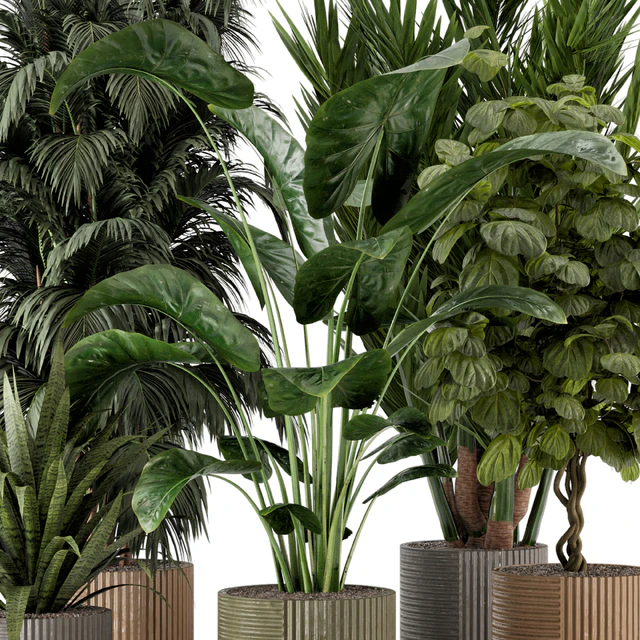 Indoor Planters in Cecilia Ficonstone Pot - Set 349 — Скачать