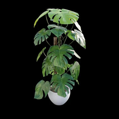Monstera deliciosa — Вид 5