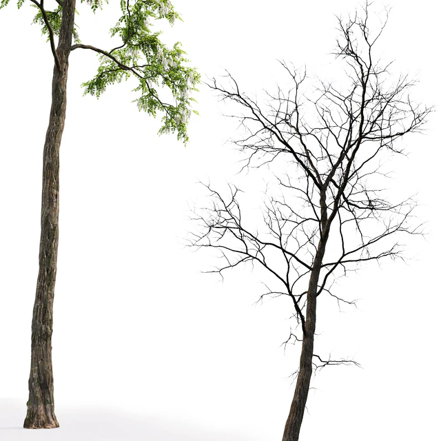 White Acacia | Robinia Pseudoacacia # 4 (17m) — Download