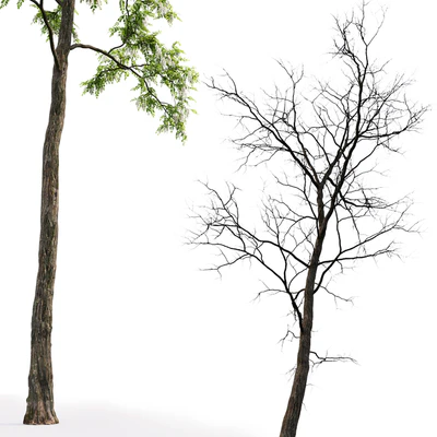 White Acacia | Robinia Pseudoacacia # 4 (17m) — View 2