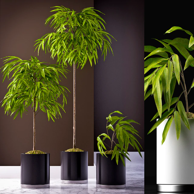 FICUS ALII PLANT 64 — Descargar