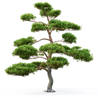 Bonsai — Ver 2
