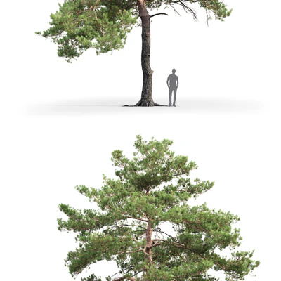 Pinus Sylvestris # 13 (12.4m) — Ver 3