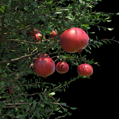 Гранат — Вид 4