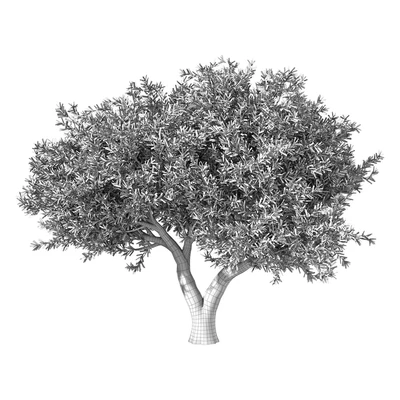 Olive Tree No.78 — Ver 2