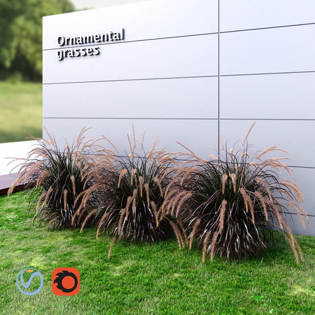 Ornamental grass Fountaingrass purple large — Скачать