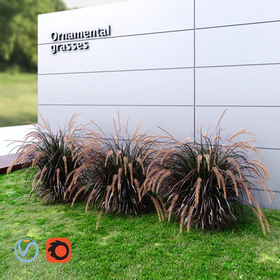 Ornamental grass Fountaingrass purple large — Вид 3