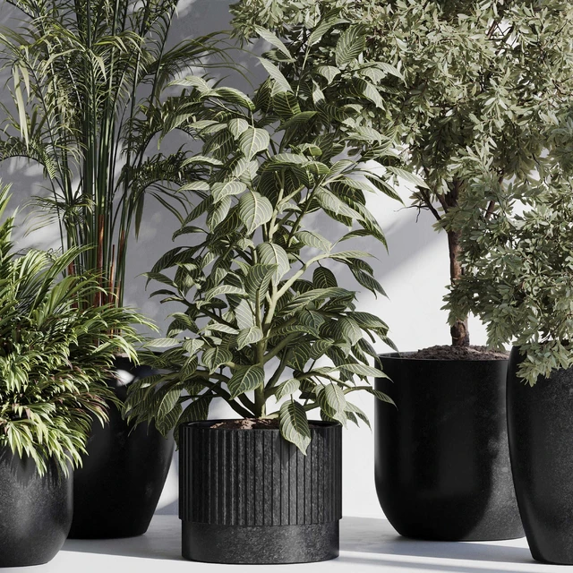 indoor plant set 85 — Скачать