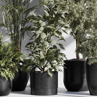 indoor plant set 85 — Вид 3