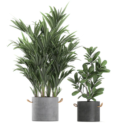 Plant Collection 595. Concrete flowerpot, banana, howea, palm, plumeria, strelitzia, industrial style, Howea forsteriana — Ver 4