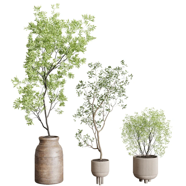 collection indoor plant 227 — Скачать