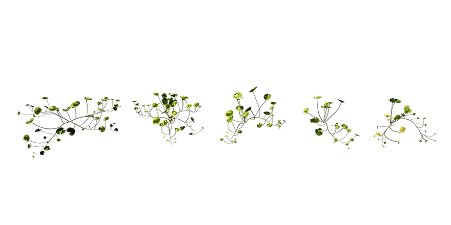 large leaf pennywort 001 — Descargar
