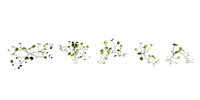 large leaf pennywort 001 — Descargar