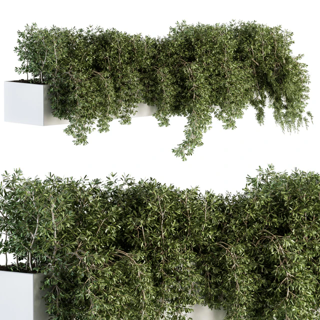 ivy plants in box - Outdoor Set 80 — Download