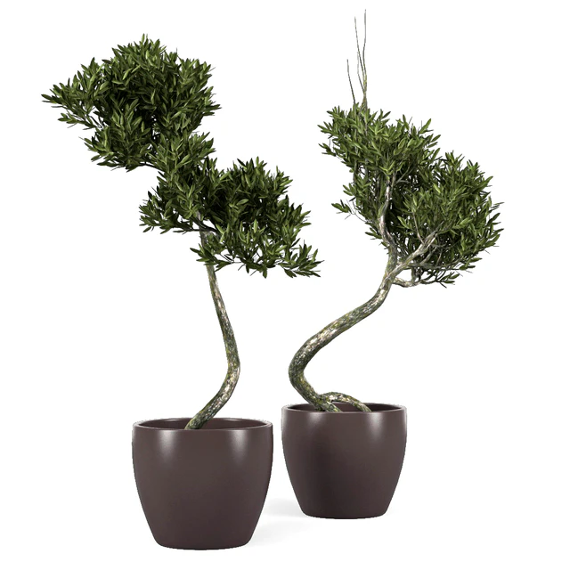 Olive Tree 2 — Скачать