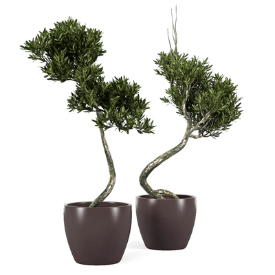 Olive Tree 2 — Вид 1