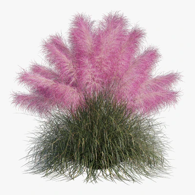 Muhlenbergia Capillaris - Pink Muhly Grass — Ver 3