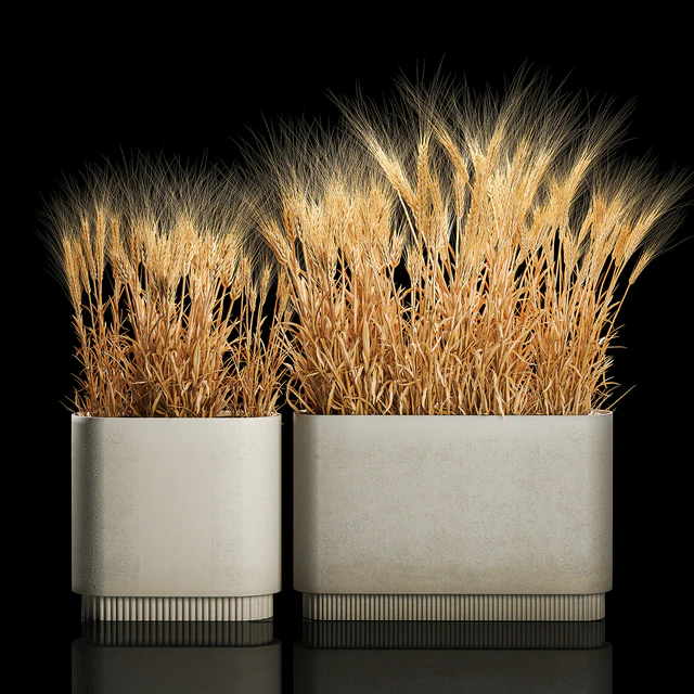 Bushes of spikelets of dry wheat in flowerpots dried flowers, eco style. Plant collection 1204 — Descargar