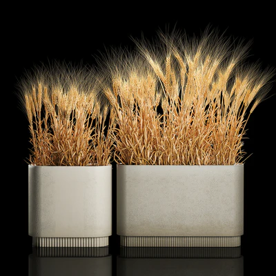 Bushes of spikelets of dry wheat in flowerpots dried flowers, eco style. Plant collection 1204 — Ver 1