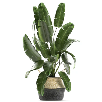 A collection of beautiful plants in black and white baskets with banana palm, Strelitzia, Ficus lirata, cactus. Set 861. — Ver 3