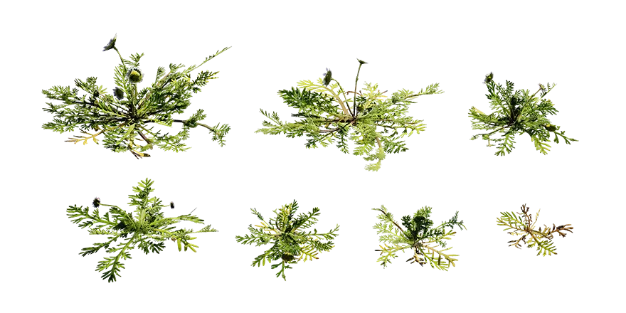 funnel weed 001 — Скачать