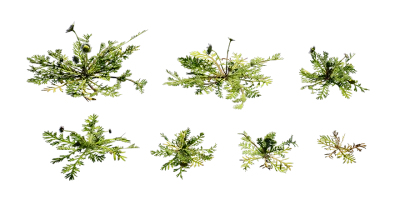 funnel weed 001 — Скачать