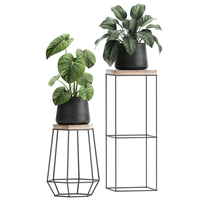 A collection of small plants on stands in black pots with Stefania Erecta, cactus, Philodendron. Set 899. — Ver 6