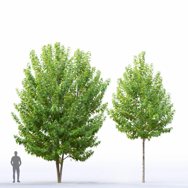 Acer — Descargar